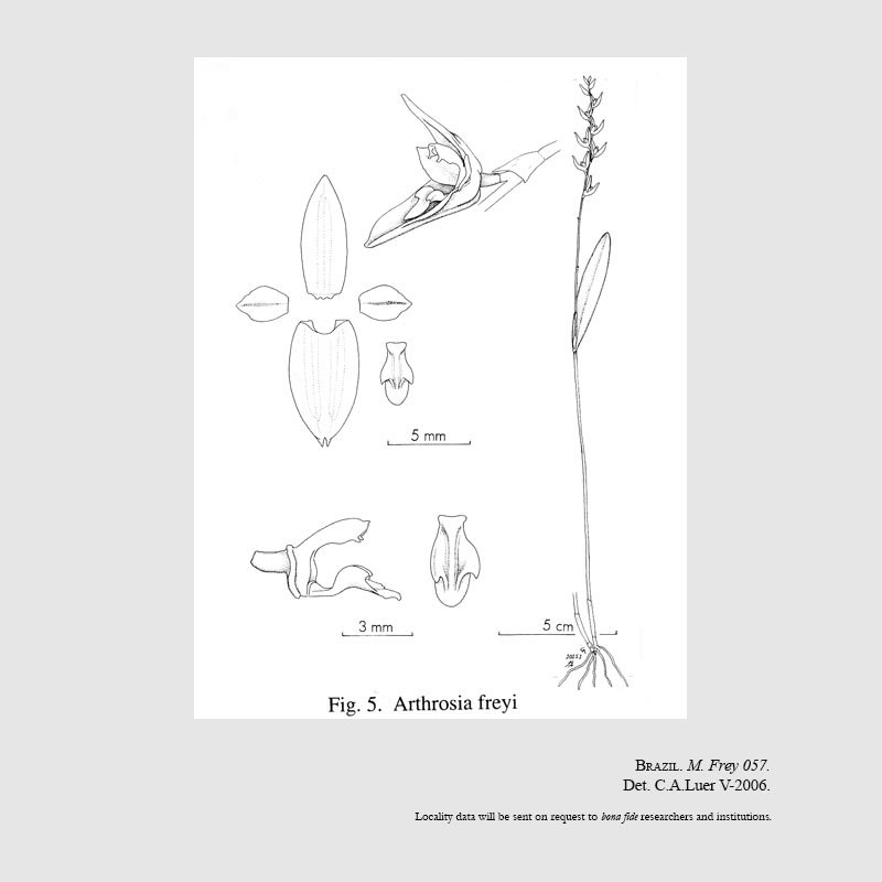 Arthrosia freyi